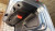 Обшивка крышки багажника LADA Vesta купить в интернет-магазине tuning63